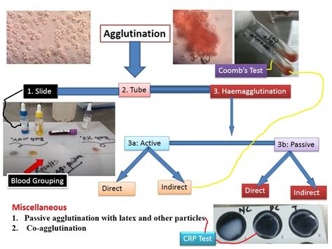 Agglutination: Introduction, Types and Its Applications