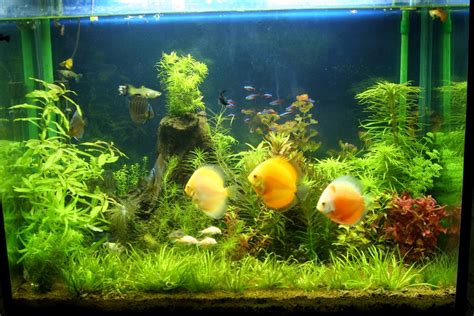 Gambar Blog Jenis Ikan 10 Hias Aquarium Cantik Hewan Gambar di Rebanas - Rebanas