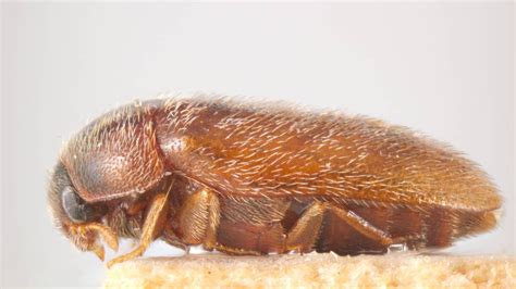 Border biosecurity boost to combat Khapra beetle threat - AFDJ