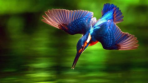 16 Kingfisher Bird Hd Wallpaper Pictures Wallpaper Hd - vrogue.co