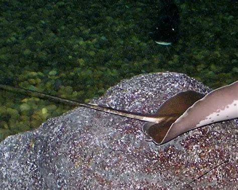 Giant freshwater stingray - Facts, Diet, Habitat & Pictures on Animalia.bio