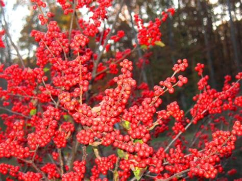 Sparkleberry Tree, Facts, Sparkleberry Family Name | Tree, Native plants, Florida landscaping