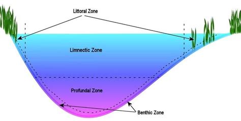 Benthic zone - Alchetron, The Free Social Encyclopedia