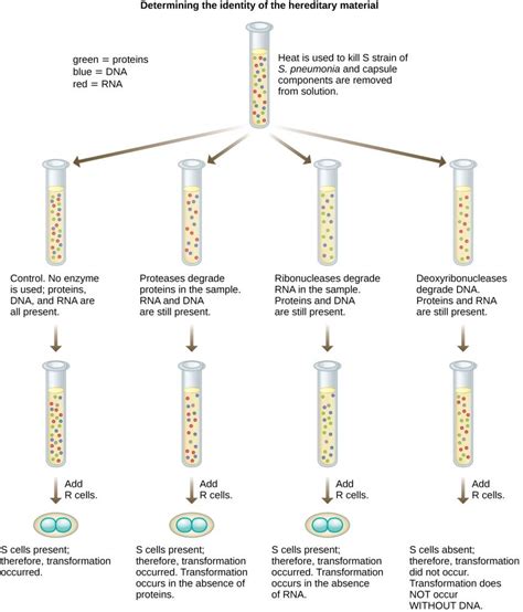 11.1 Using Microbiology to Discover the Secrets of Life – Microbiology: Canadian Edition