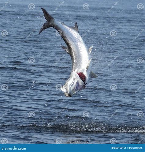 Tarpon Jumping stock image. Image of wing, bird, silver - 253150161