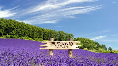 Lavender field in Furano, Japan wallpaper - Nature wallpapers - #47638