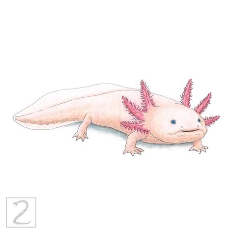 Axolotl Drawing in Colored Pencil | Axolotl, Animal drawings, Draw