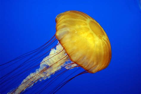 Harnessing the Sting! The Biotechnical Uses of Jellyfish – oceanbites