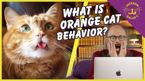 Orange Cat Behavior: The Truth About Orange Cats - Cat World News