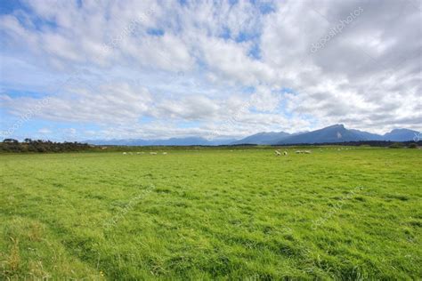 Grassy meadow background — Stock Photo © cmeder #3365601