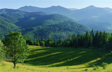 Panorama Of Summer Hills Landscape With Blooming Lavender Fields Stock ...