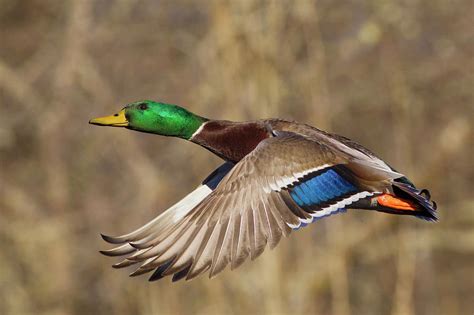 Mallard Drake Flying Photograph by Ken Archer - Pixels