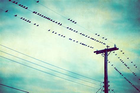 Teal Bird on Wire Photography | Teal Birds on a Wire Picture – Carolyn Cochrane Photography