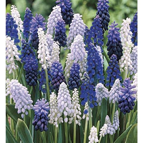 Garden State Bulb 30-Pack Grape Hyacinth (Mixed) Bulbs at Lowes.com