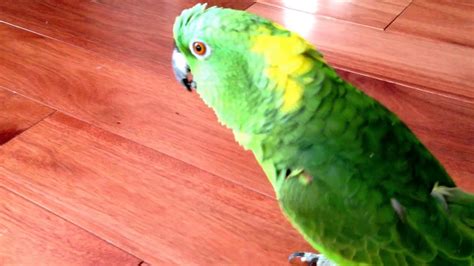 Parrot laughing out loud !!!!!!! - YouTube