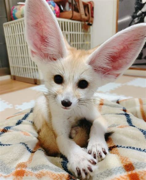 Buy Baby Fennec Foxes for sale online