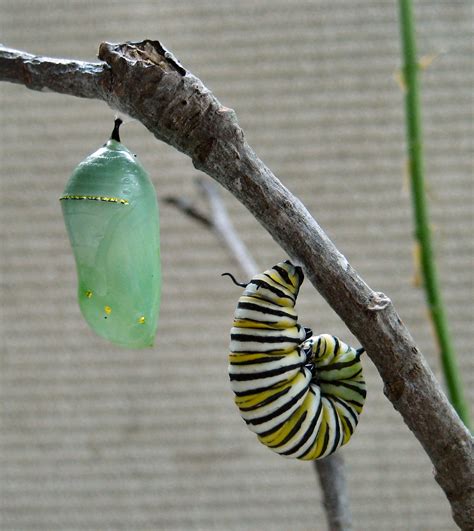 monarch butterfly caterpillar and pupa : Biological Science Picture Directory – Pulpbits.net