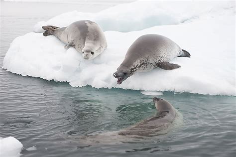 The Different Types of Seals - WorldAtlas