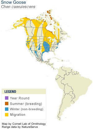 Geese Migration Patterns