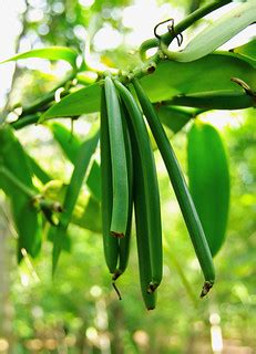 Vanilla | The vanilla bean grows quickly on the vine but is … | Flickr