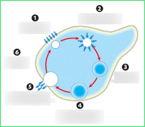 Contractile Vacuole Diagram | Quizlet