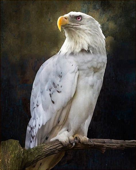 White Eagle Owl - Etsy | Eagle pictures, Rare albino animals, Bald eagle