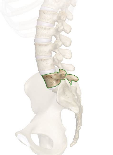 L5 (5th Lumbar Vertebra)