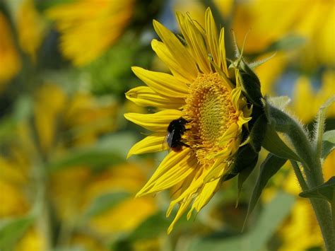 Sunflower Sunny Insect - Free photo on Pixabay