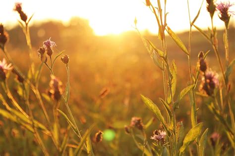 When is Golden Hour Photography Today? How to Shoot Magic Hour Photos – Sunny 16