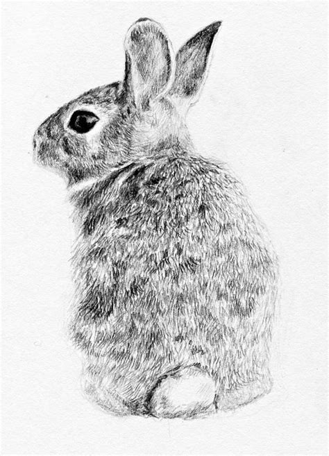 Realistic Bunny Drawing | ubicaciondepersonas.cdmx.gob.mx