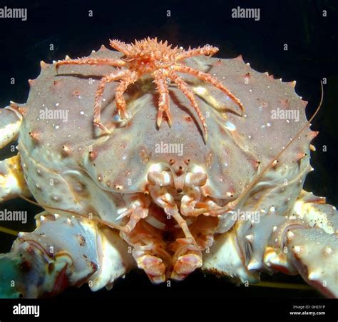 Baby Red king crab sits on top of the adult Red king crab, Kamchatka ...