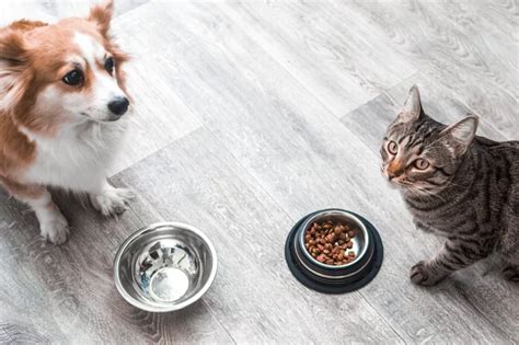 What Should I Do if My Dog Eats Cat Food? | Bottletree Animal Hospital