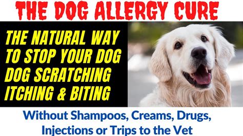 Home Remedies for Dog Skin Allergies | Home Remedies for Dog Skin ...