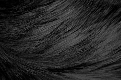 Long Haired Black Cat Fur Texture – Photos Public Domain