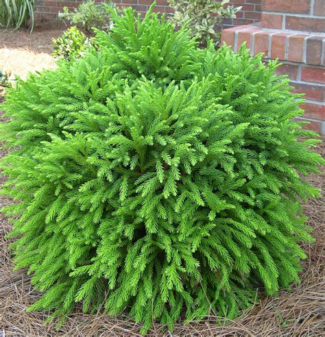 Cryptomeria japonica ‘Globosa Nana’ | Kiefer Nursery: Trees, Shrubs, Perennials