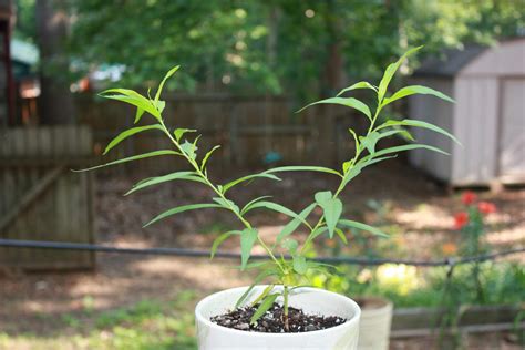 Peach – Seedling with Broken Top | Walter Reeves: The Georgia Gardener