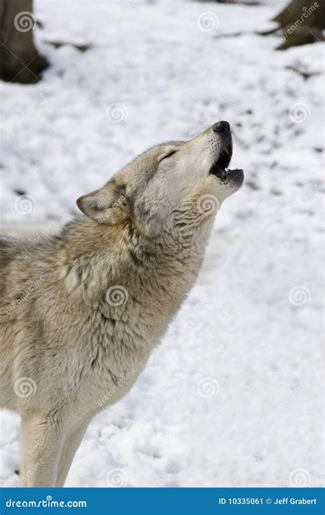 Timber Wolf Howling stock image. Image of timber, snow - 10335061