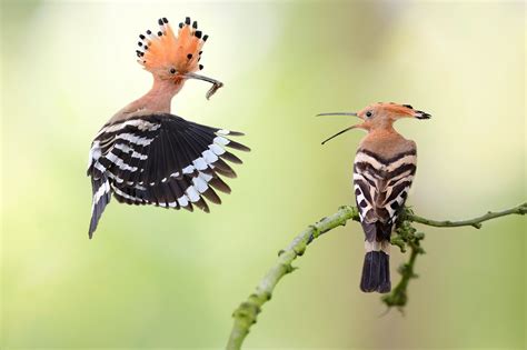 The Beauty Of Birds Photo Contest Winners - VIEWBUG.com