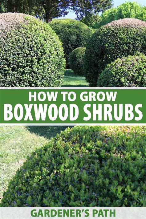 How to Grow and Care for Boxwood Shrubs | Gardener’s Path