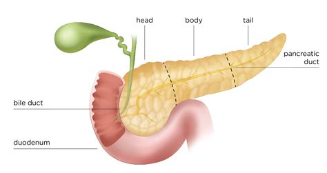 Pancreas | Pancreas, Human anatomy picture, Human body anatomy