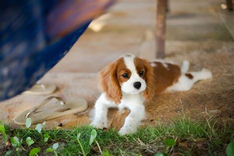 Tips for Training Your Cavalier King Charles Spaniel | FitBark