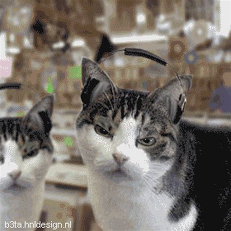 Go DJ Kitty Go: 30 Ridiculously Animated Cat Gifs and Stuff - Magnetic Magazine
