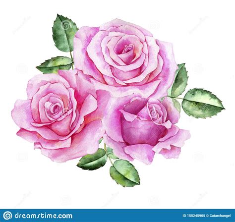 Watercolor Drawing Flower of Rose Stock Illustration - Illustration of magenta, linear: 155245905