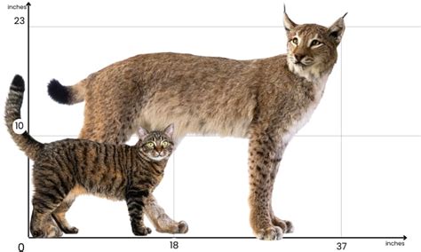 Bobcat vs House Cat - Differences & Comparison