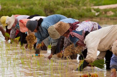 Rice Farming Season (Planting and Harvesting) in Cambodia 2024 - Rove.me