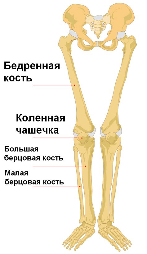 దస్త్రం:Human leg bones labeled ru.png - వికీపీడియా