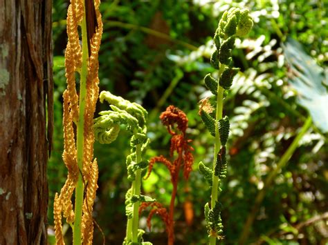 Swamp Walk at Gatorland, Orlando FL | cinnamon fern | Rusty Clark ~ 100K Photos | Flickr