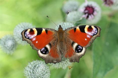 Transisalania en Varia: Meest voorkomende vlinders in Overijssel