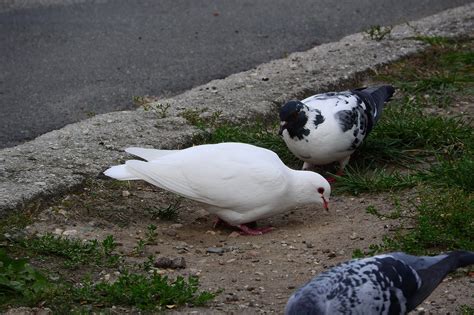 Pigeons Dove White · Free photo on Pixabay