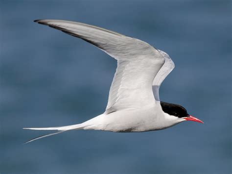 Arctic Tern - eBird